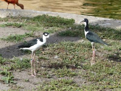 Echasse d'Amérique - 2022