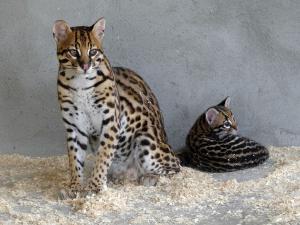 Ocelot