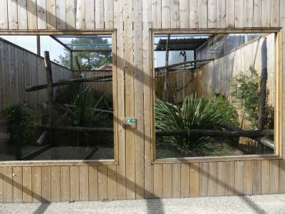 Titi roux - Conure nanday - 2022