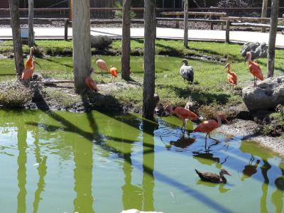 Volière sud-américaine - 2022