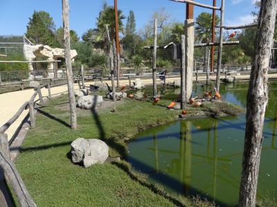 Volière sud-américaine - 2022