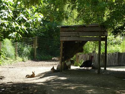 Capybara - Mara - 2020