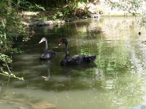 Cygne noir