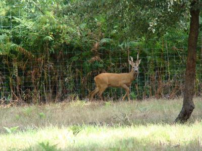 Chevreuil - 2010