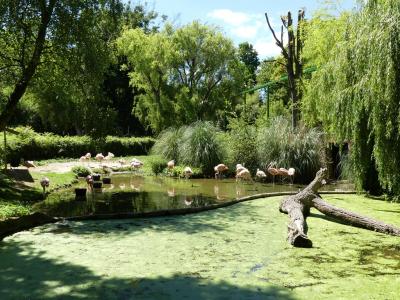 Flamant du Chili - 2020