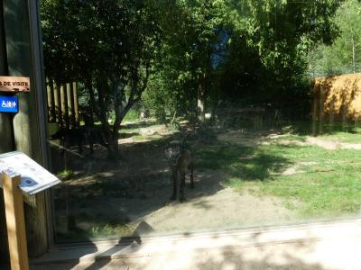 Loup du Canada - 2020