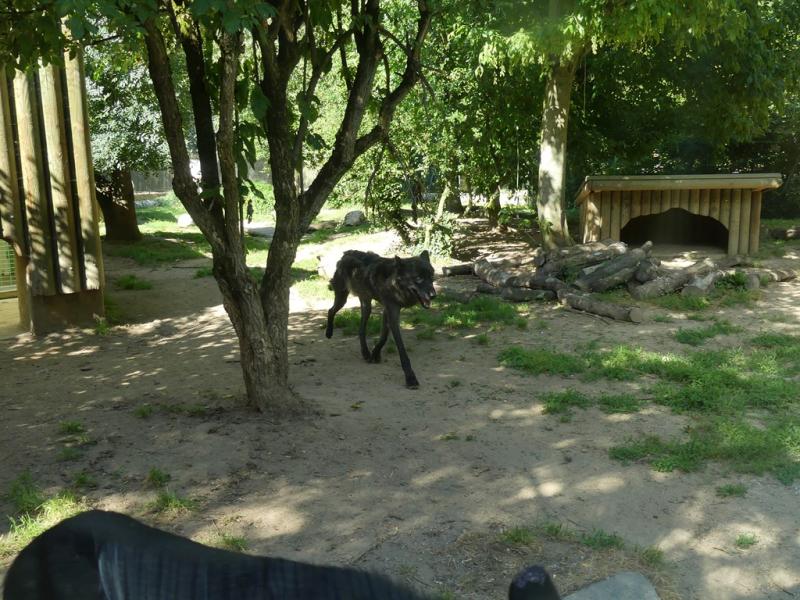 Loup du Canada