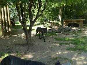 Loup du Canada