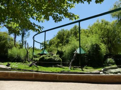 Maki catta - Cygne noir - 2020