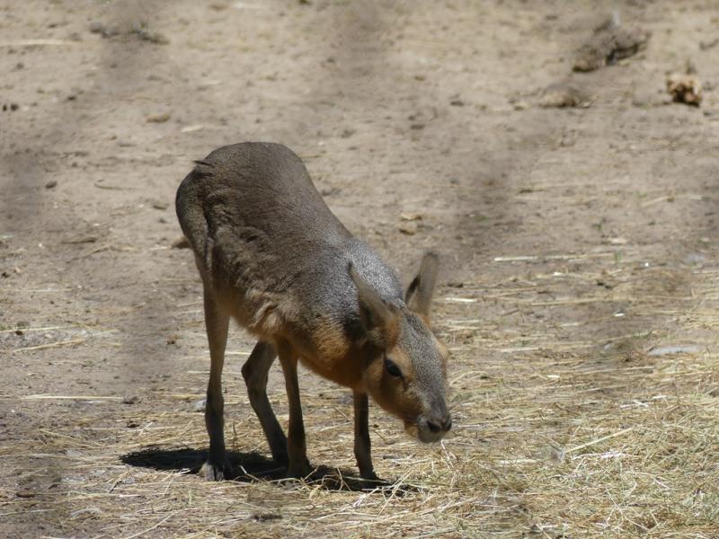 Mara