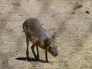 Mara