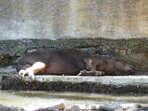 Tapir terrestre