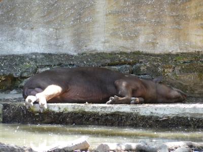 Tapir terrestre - 2020