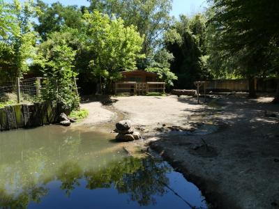 Tapir terrestre - 2020