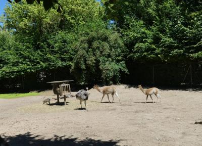 Vigogne - Nandou - 2020