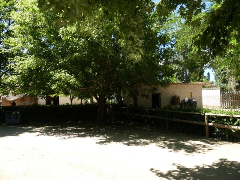 Zèbre de Grévy