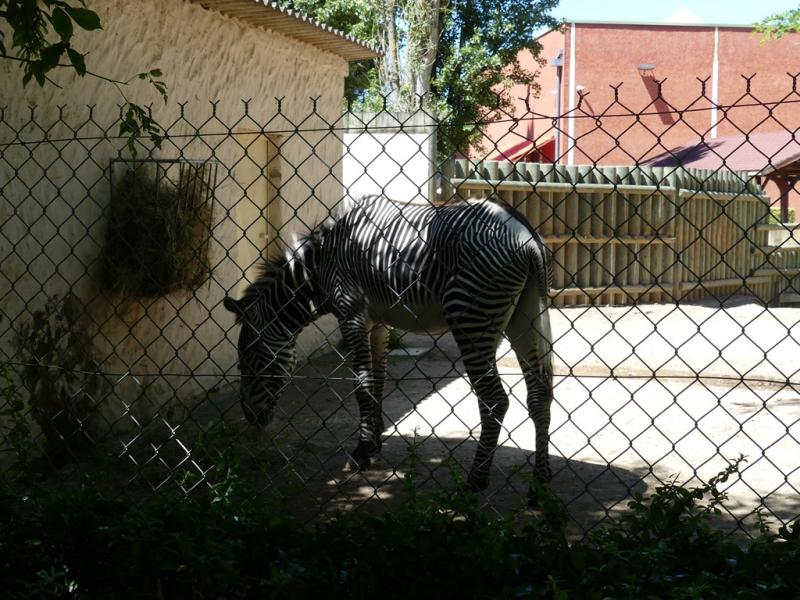 Zèbre de Grévy