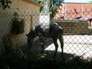 Zèbre de Grévy
