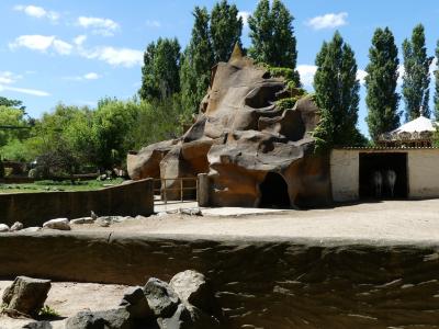 Zèbre de Grévy - 2020