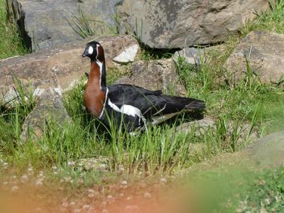 Bernache à cou roux - 2020