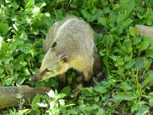 Coati roux
