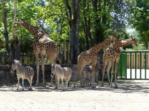 Girafe du Niger - Zèbre de Chapman