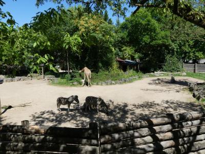 Girafe du Niger - Zèbre de Chapman - 2020