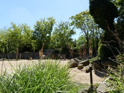 Girafe du Niger - Zèbre de Chapman - 2020