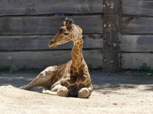 Girafe du Niger