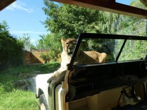 Lion