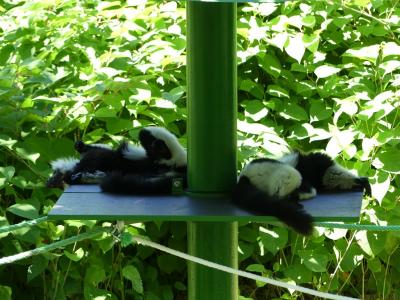 Maki vari noir et blanc - 2020