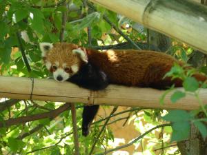 Panda roux