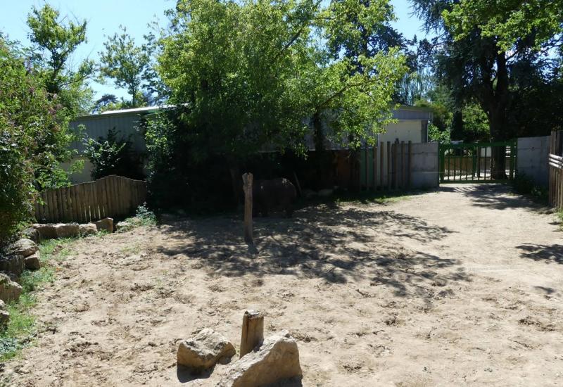 Rhinocéros indien