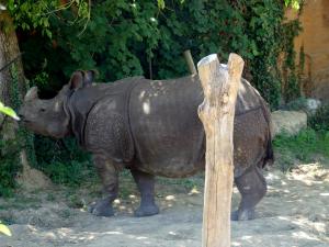 Rhinocéros indien