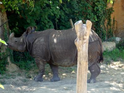 Rhinocéros indien - 2020