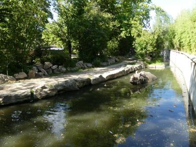 Rhinocéros indien - 2020