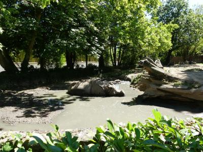 Rhinocéros indien - 2020