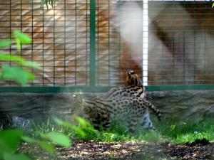 Serval