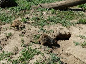 Suricate