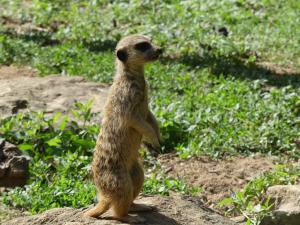 Suricate