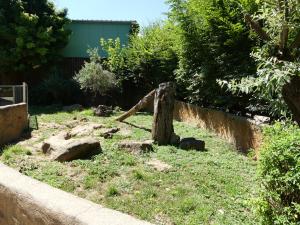 Suricate