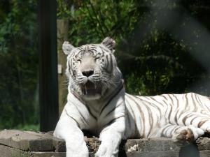 Tigre blanc