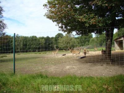 Sika de Formose - 2010