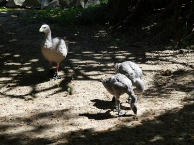 Céréopse cendré - 2020