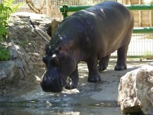 Hippopotame amphibie