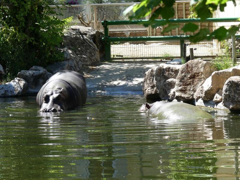 Hippopotame amphibie