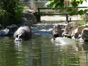 Hippopotame amphibie