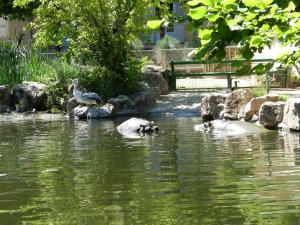 Hippopotame amphibie