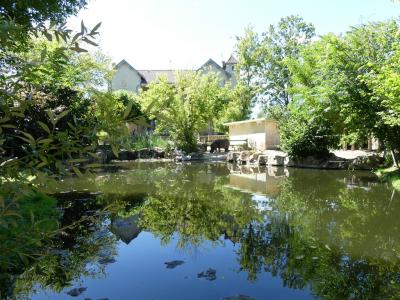 Hippopotame amphibie - 2020