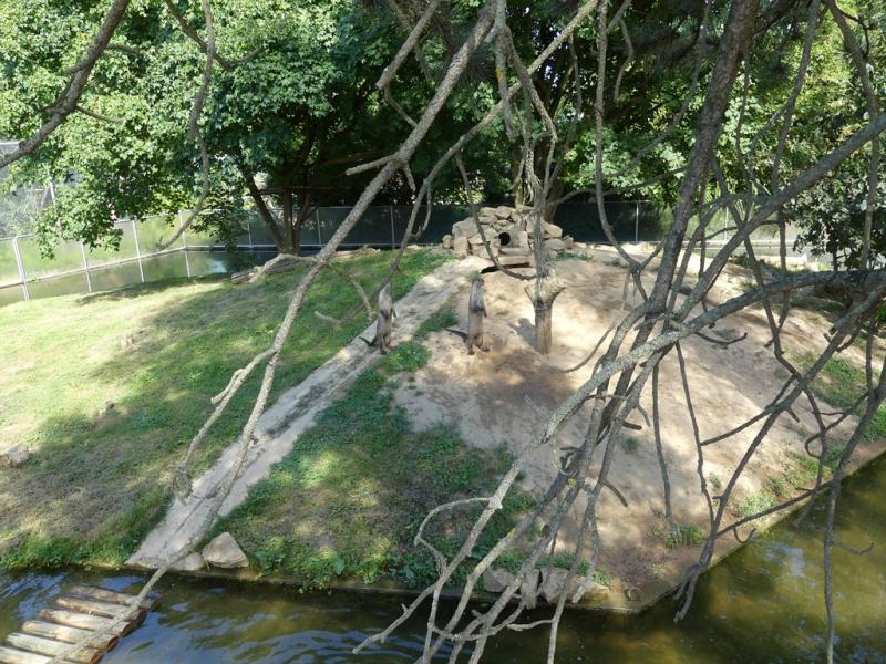 Loutre à peau lisse